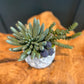 Petite Succulent in cement vase