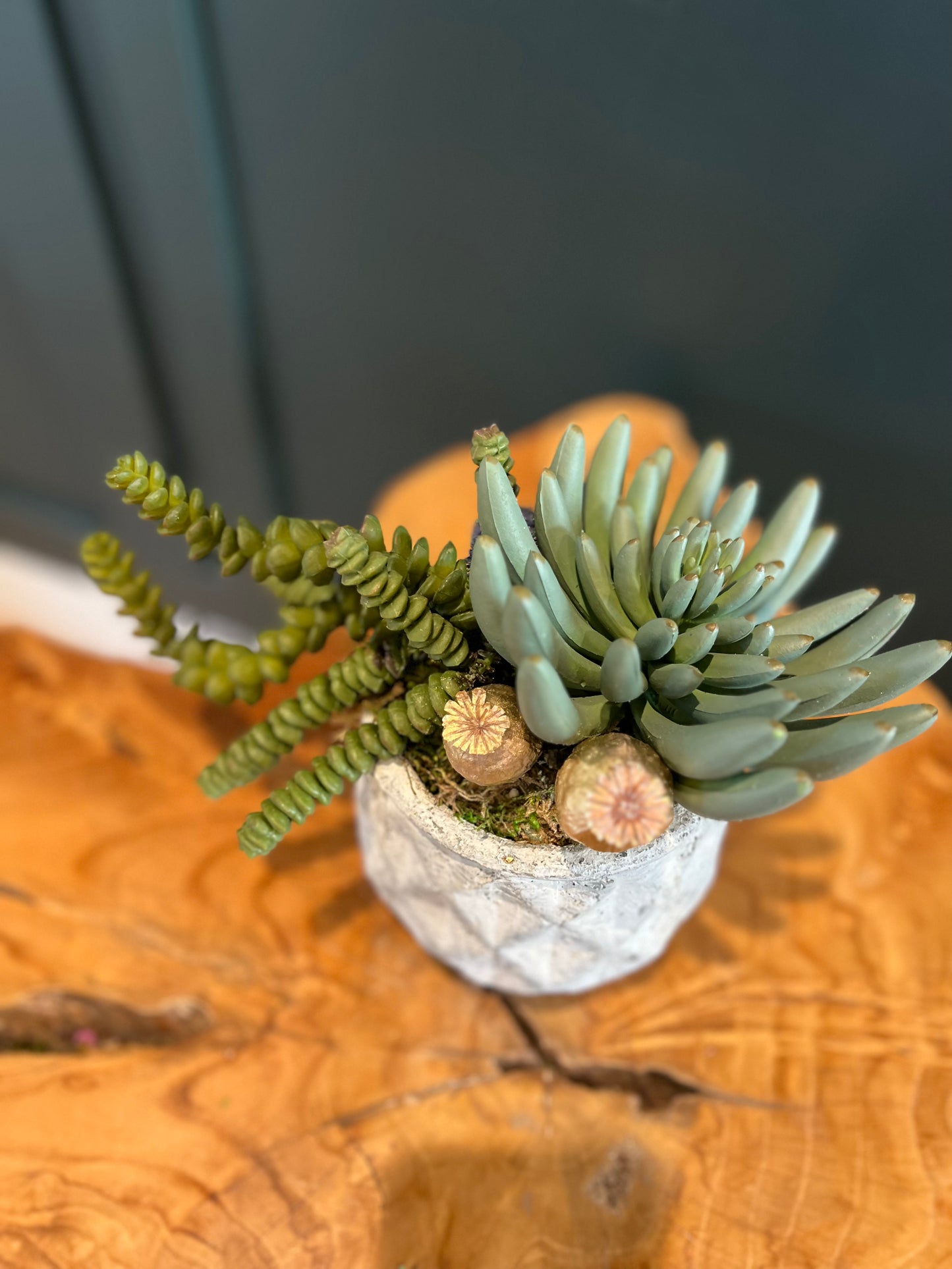 Petite Succulent in cement vase