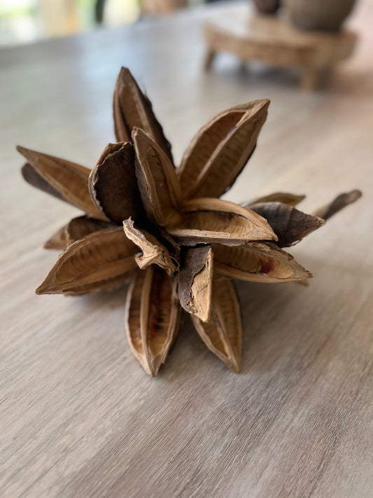 Dried Star Pod